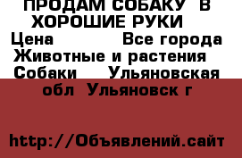 ПРОДАМ СОБАКУ  В ХОРОШИЕ РУКИ  › Цена ­ 4 000 - Все города Животные и растения » Собаки   . Ульяновская обл.,Ульяновск г.